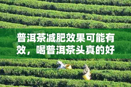 普洱茶減肥效果可能有效，喝普洱茶頭真的好嗎？