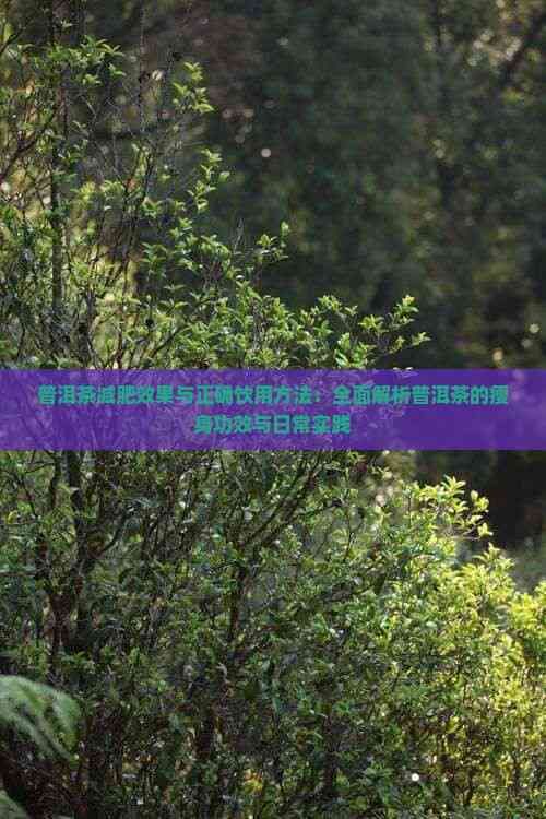 普洱茶減肥效果與正確飲用方法：全面解析普洱茶的瘦身功效與日常實踐