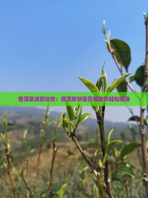 普洱茶餅喝了能減肥嗎