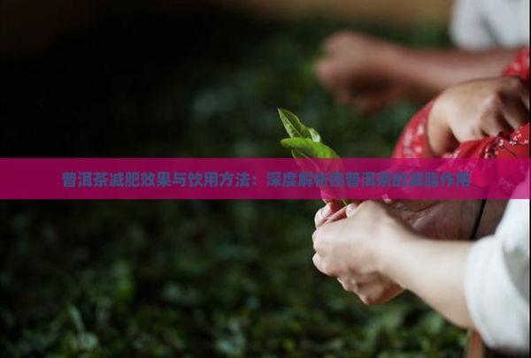 普洱茶減肥效果與飲用方法：深度解析熟普洱茶的減脂作用