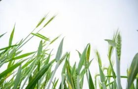 湘潭壳寡糖效果：探寻一种美味又健康的糖分替代品