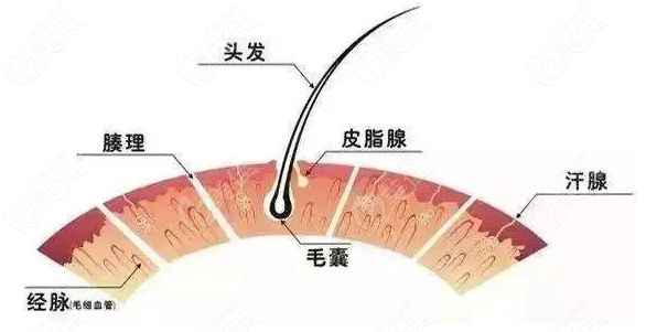 碧蓮盛美絲沛頭皮深層療法