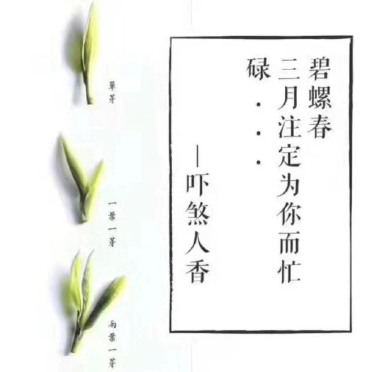 碧螺春 东山自家茶园