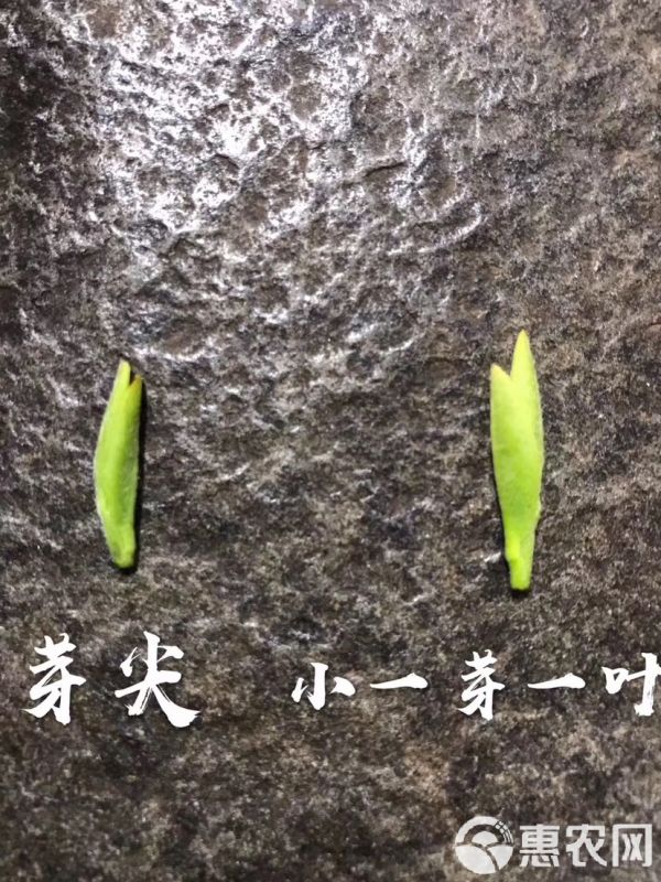  2020特级洞庭西山碧螺春