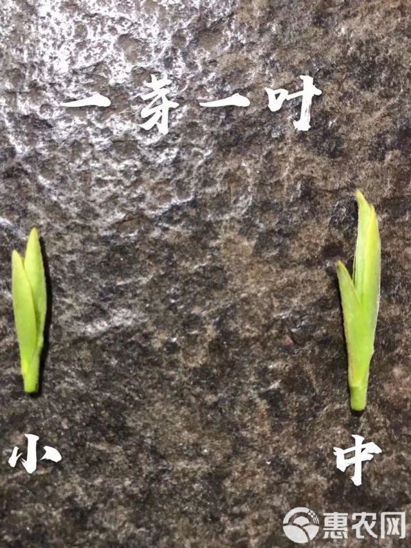  2020特级洞庭西山碧螺春