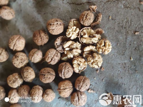 山核桃 小孩吃了越來越聰明，女人吃了越來越漂亮，老人吃了越來越健康