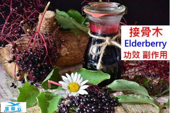 黑接骨木(莓果)的6种功效及副作用（5点使用禁忌要小心）-第1张图片