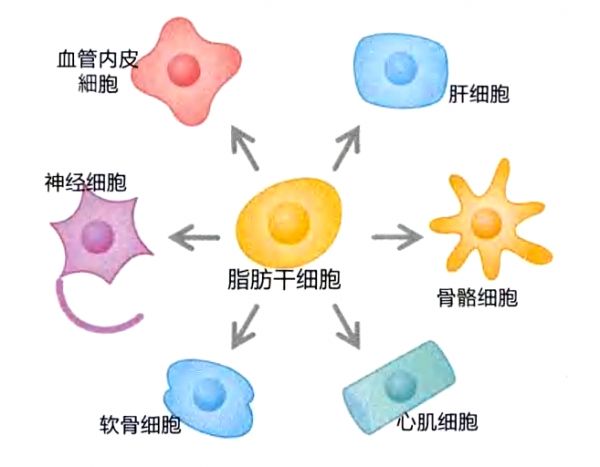 脂肪干细胞可以成为各种各样的组织