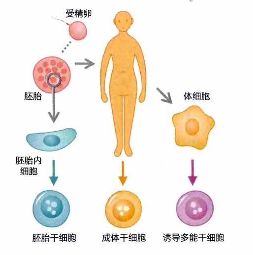 脂肪干细胞是“母”细胞的其中之一