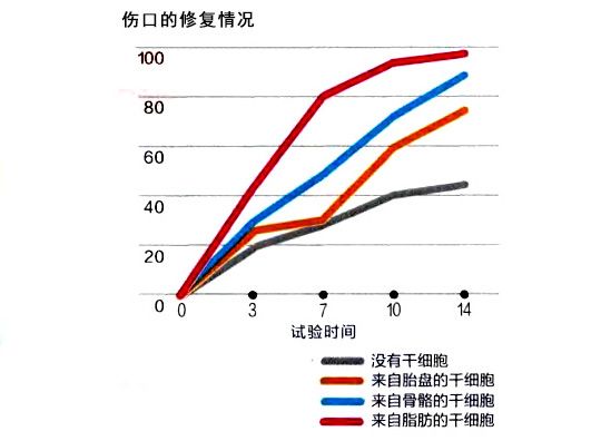 脂肪干细胞的修复能力很高
