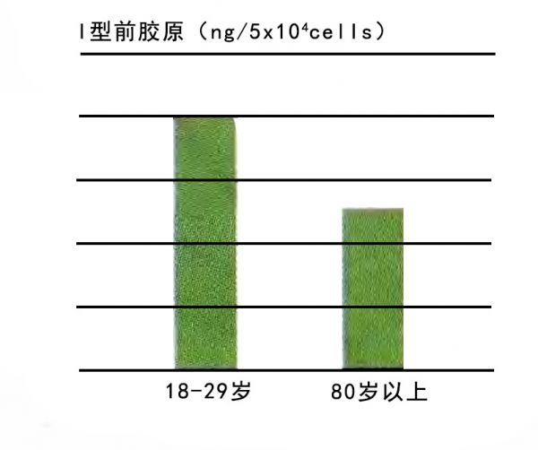 纤维芽细胞的胶原蛋白制造能力随年龄增加而衰退