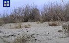 惊喜！塔克拉玛干沙漠腹地记录到亚洲野猫影像
