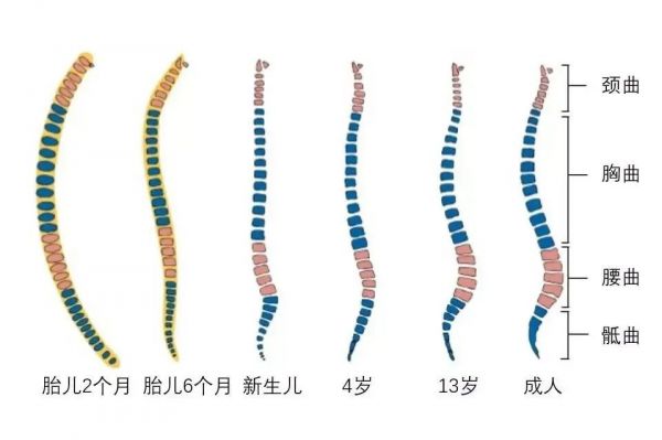 正常的背部曲线