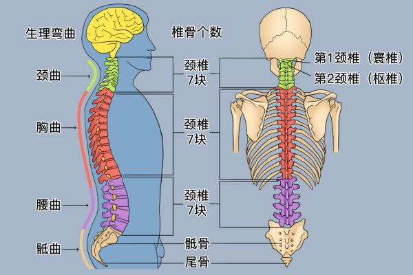 正常脊柱生理曲度图