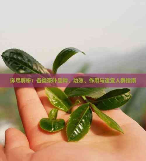 详尽解析：各类茶叶品种、功效、作用与适宜人群指南