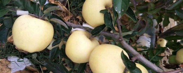 瑞雪蘋果品種介紹