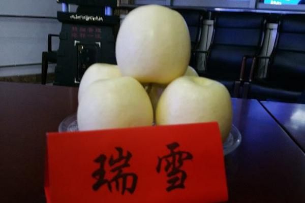 瑞雪蘋果品種介紹