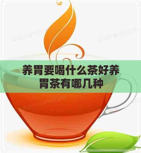 养胃要喝什么茶好养胃茶有哪几种
