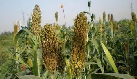 高粱屬于什么類型的農(nóng)作物？高粱的種植特點有哪些？
