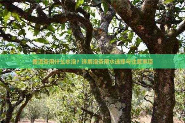 普洱茶用什么水泡？详解泡茶用水选择与注意事项
