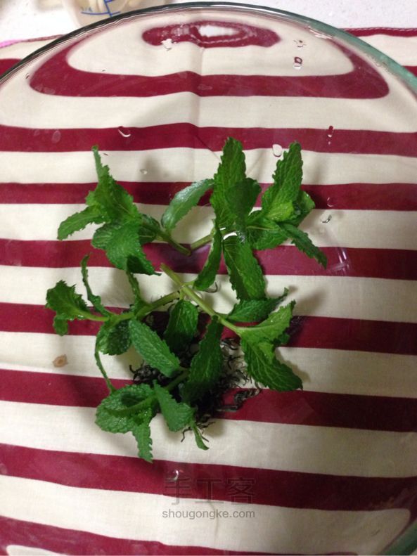 蜂蜜薄荷绿茶diy 第2步