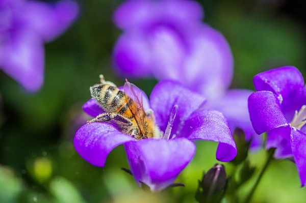蜜蜂採蜜