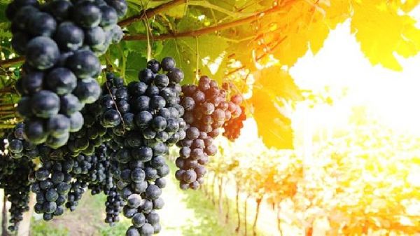 春季想要減肥吃什么水果好 給你推薦8種水果輕松瘦下