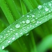 綠色生活