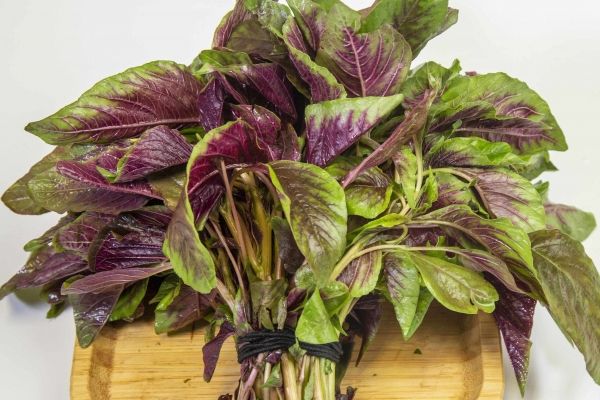 紅莧菜的功效與作用、禁忌和食用方法