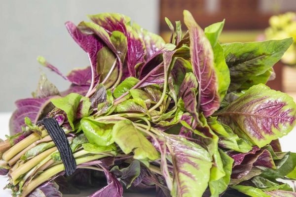 紅莧菜的功效與作用、禁忌和食用方法