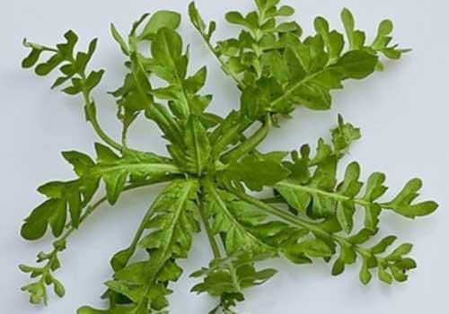 吃了荠菜肚子疼怎么办 吃荠菜肚子痛是什么原因 第5张