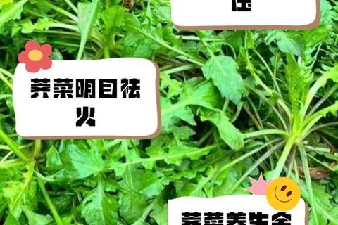 薺菜圖片解析：功效作用與營(yíng)養(yǎng)健康價(jià)值詳解