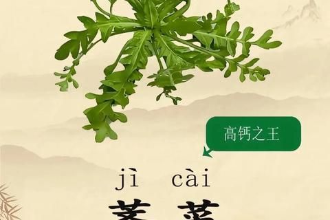 薺菜圖片解析：功效作用與營(yíng)養(yǎng)健康價(jià)值詳解