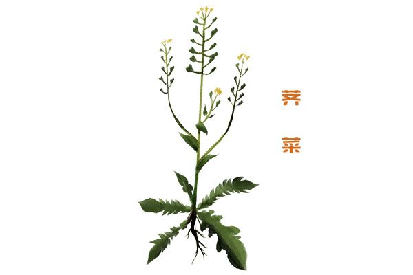 薺菜1.jpg