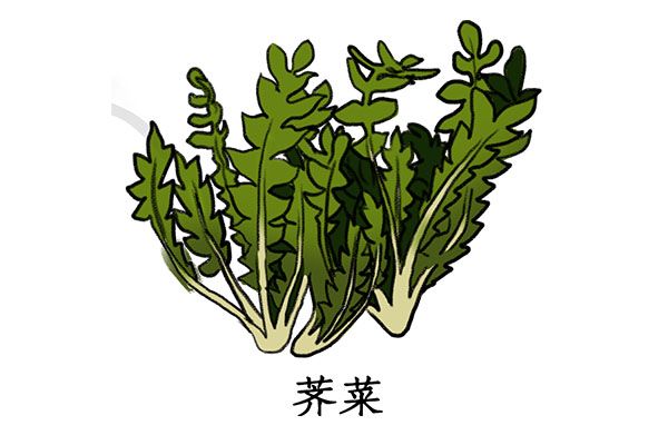 薺菜的功效與作用禁忌