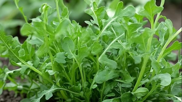 薺菜的多種食用方法與健康益處