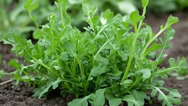 薺菜能吃嗎
