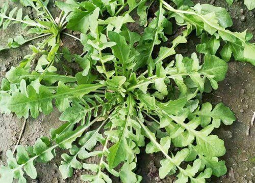 薺菜幾月份種植最好 適合什么季節(jié)種植