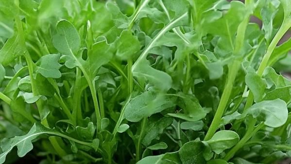 薺菜的功效與禁忌：哪些人不宜吃