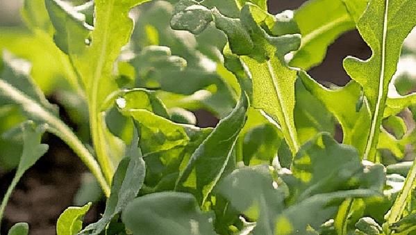 薺菜的功效與禁忌：哪些人不宜吃