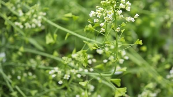 薺菜的功效與禁忌：哪些人不宜吃