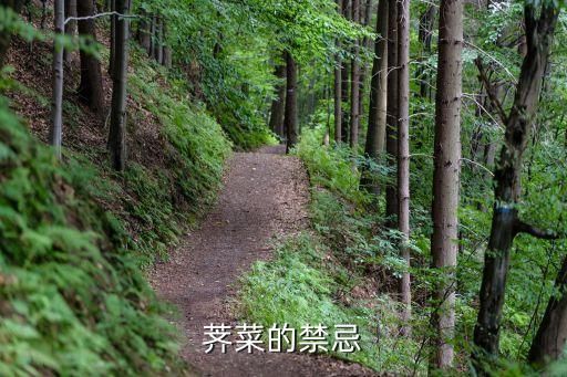 荠菜的禁忌