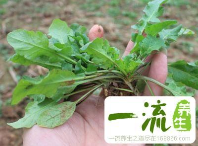 荠菜煮鸡蛋 它的做法和功效是什么