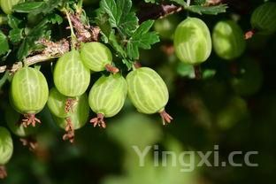 麻辣鴨脖圖片，麻辣鴨脖圖片真實(shí)