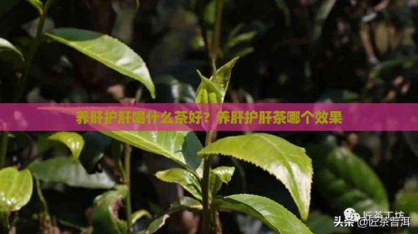 養(yǎng)肝護(hù)肝喝什么茶好？養(yǎng)肝護(hù)肝茶哪個(gè)效果