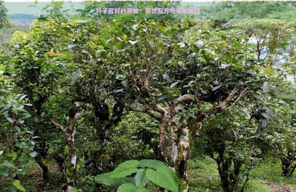 對子宮好的茶飲：茶飲配方與茶水推薦