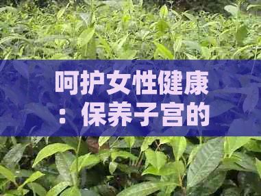 呵護(hù)女性健康：保養(yǎng)子宮的茶飲推薦與制作方法