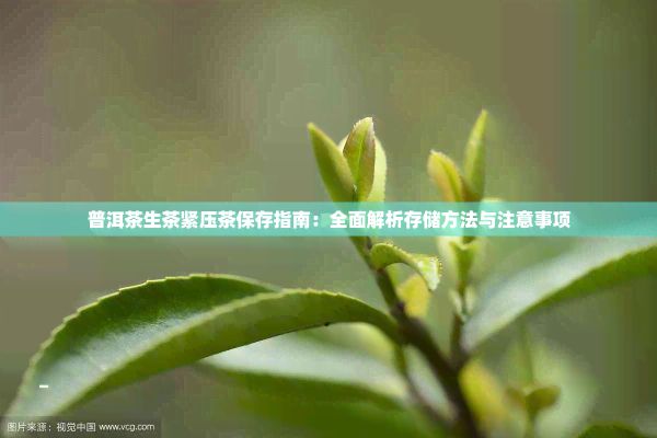 普洱茶生茶緊壓茶保存指南：全面解析存儲方法與注意事項