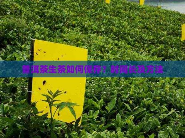 普洱茶生茶如何保存？時(shí)間長及方法