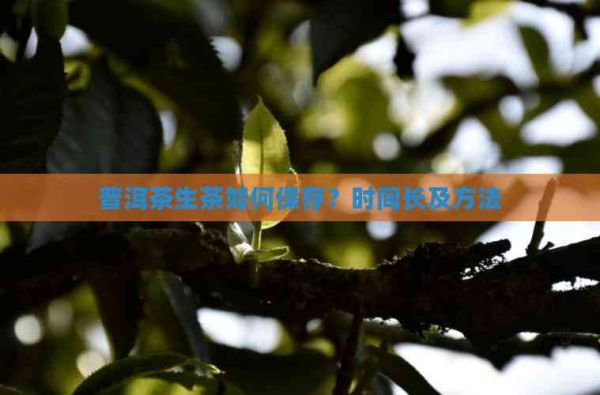 普洱茶生茶如何保存？時(shí)間長及方法